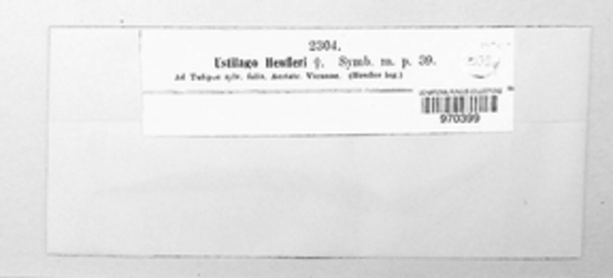 Vankya heufleri image